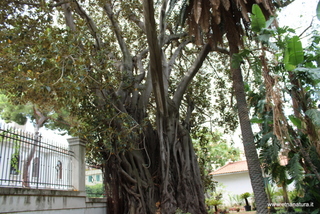 Ficus orto botanico Messina